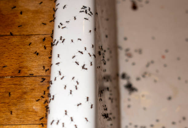 Pest Control for Restaurants in Golden Gate, FL